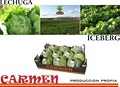 LECHUGA ICEBERG