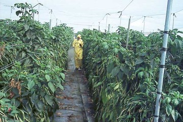 LA PREVENCION DE RIESGOS LABORALES UNA REALIDAD Y OBLIGACION PARA LA AGRICULTURA