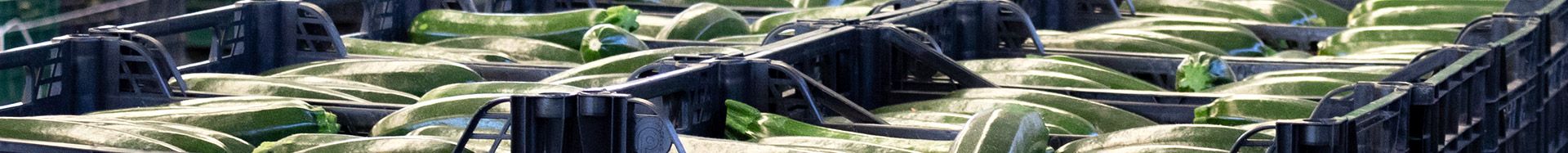 Calabacín - Agroejido